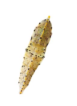Cocoon of cabbage butterfly over white background