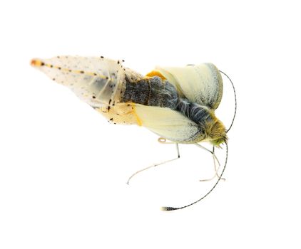Cabbage butterfly coming out of cocoon over white background