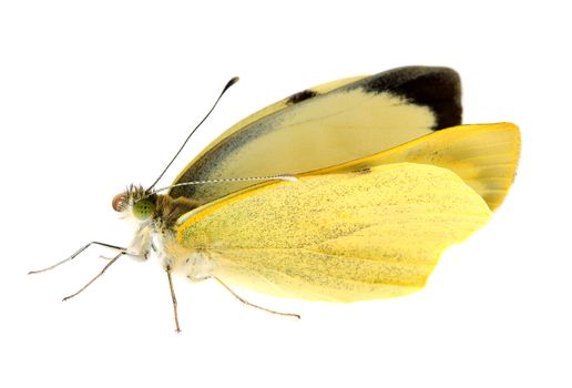 Cabbage butterfly in closeup over white background
