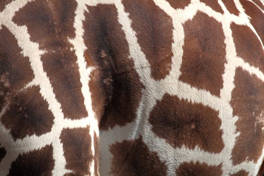 Texture of the skin of a  giraffe