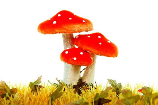 autumn scene with yellow grass and mushroom over white background