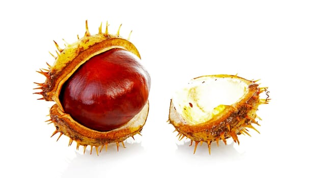 One open chestnut in closeup over white background