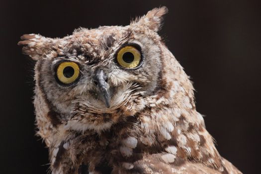 portrait of a beautiful owl