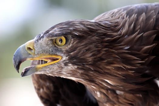A portrait of a fantastic european eagle
