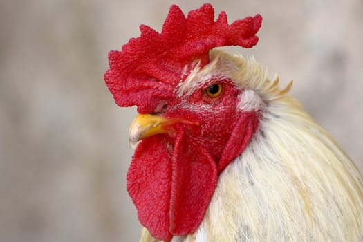 Picture of the head of a rooster