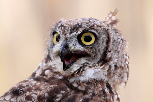 portrait of a beautiful owl