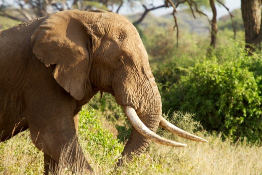 Closeup of male African elephant in Amboseli National park