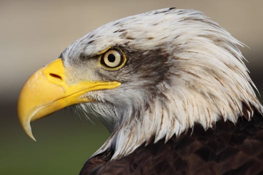 a portrait of a fantastic bald eagle