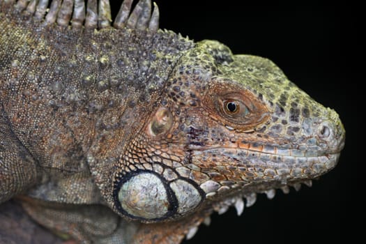 a portrait of a fantastic adult green iguana