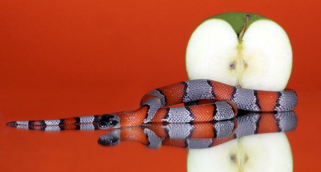 Snake coiling around an apple on a orange background