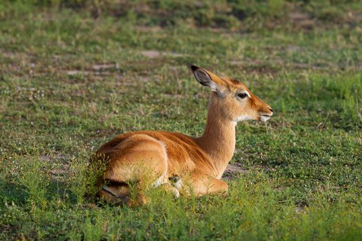 Springbok Thompson's gazelle resting in grassland