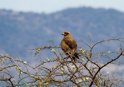 brown buzzard bird on tree photographed in Kenya 