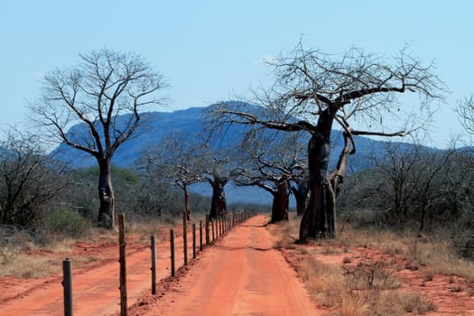 African red road in Ngulia national park Kenya