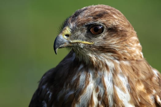portrait of a beautiful hawk