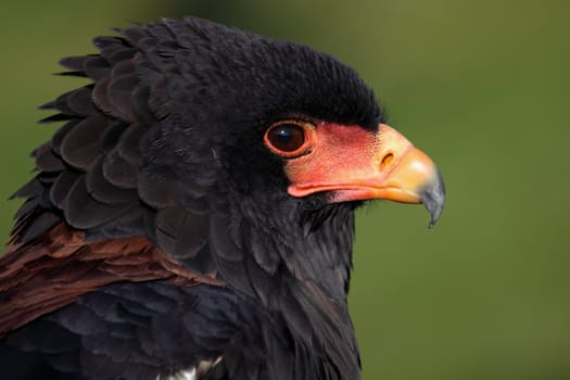 a portrait of a beautiful eagle