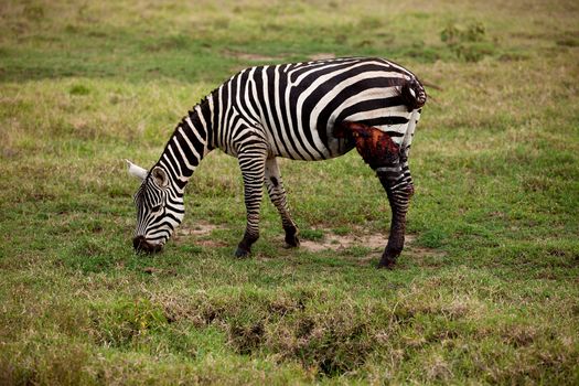 Wounded African zebra in grassland eating
