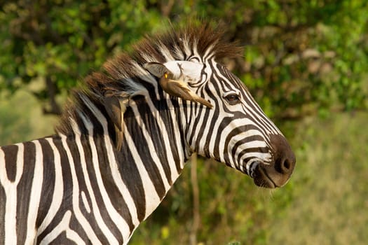 closeup of African zebra with bird in ear