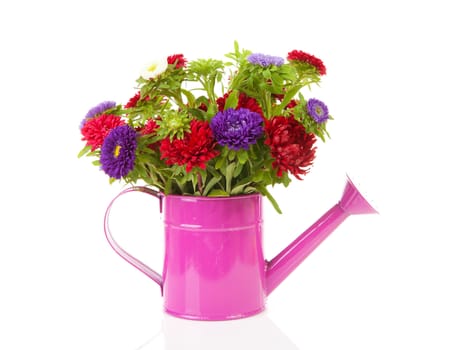 colorful Asters flowers in pink watering can over white background