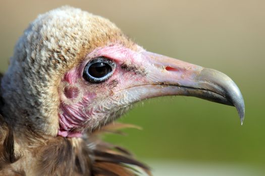 a portrait of an ugly vulture