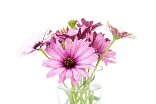 pink daisy in glass vase isolated on white background 

