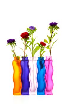 colorful Asters flowers in vases over white background