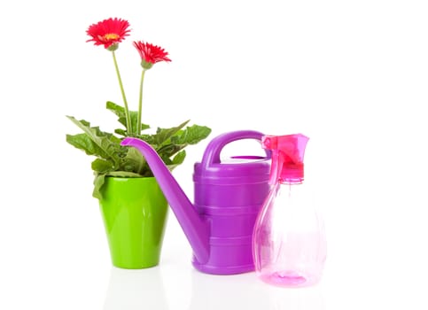 Gerber plant and purple watering can over white background