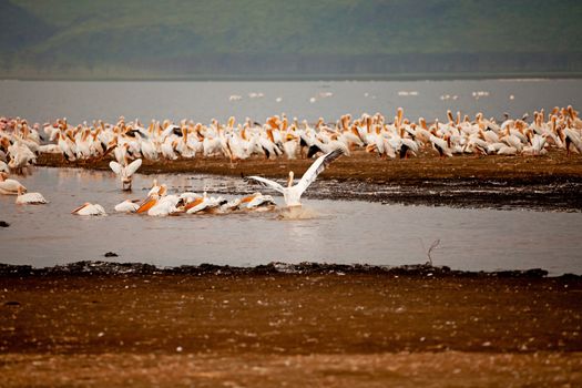 pelican birds in lake Nakuru, Kenya Africa