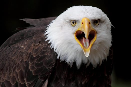 portrait of a fantastic bald eagle