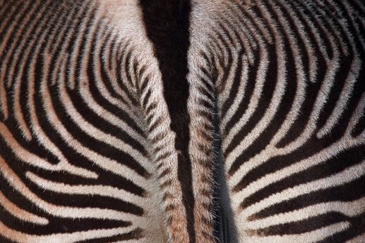 the back part of a beautiful zebra