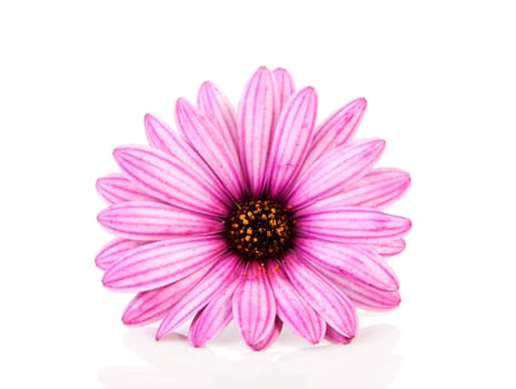 pink daisy in closeup isolated on white background