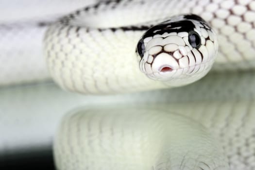 a picture of a beautiful white snake over a black background