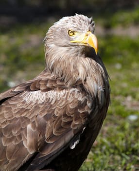 European white tiled eagle portrait