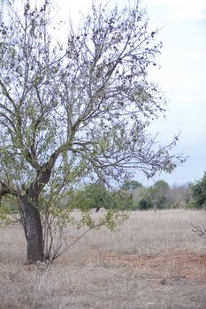 almond nut fruit tree outdoor in sumemr autumn meditteranean