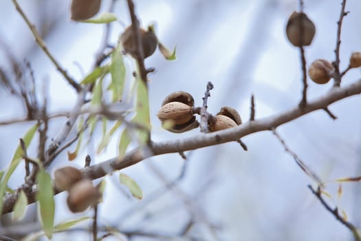 almond nut fruit tree outdoor in sumemr autumn meditteranean