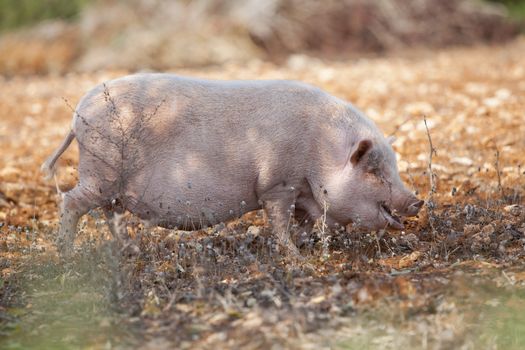 domestic pig mammal outdoor in summer looking for food