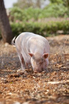 domestic pig mammal outdoor in summer looking for food