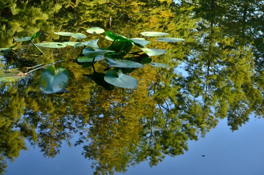 Water lilies float atop trees' reflections in the water