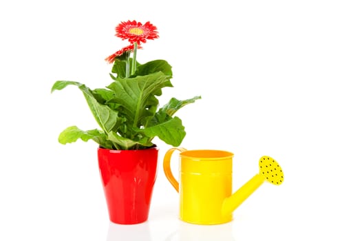 Gerber plant and yellow watering can over white background