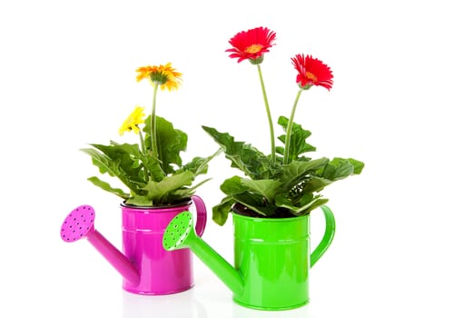 Two watering cans with Gerber flowers over white background