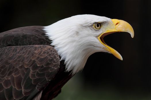 Portrait of a beautiful bald eagle