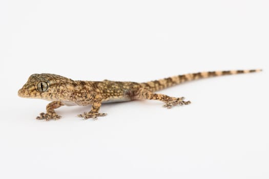 picture of a little lizard