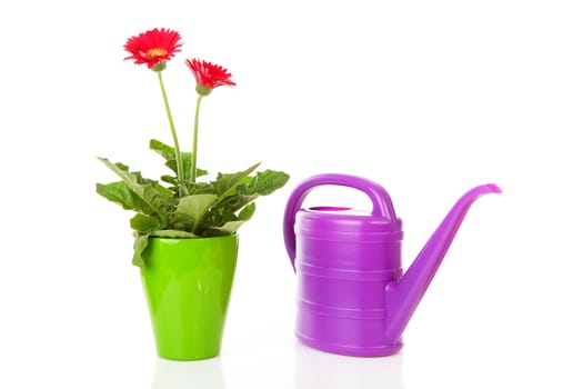 Gerber plant and purple watering can over white background