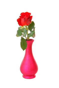 red rose in vase over white background