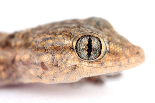 picture of the head and the eye of a little lizard