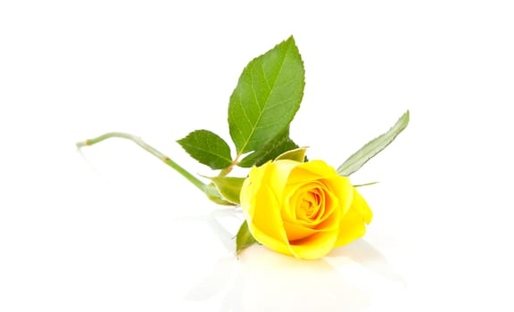One beautiful yellow rose over white background