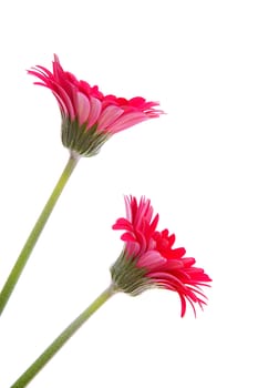 Two red Gerber flowers over white background