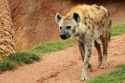 Picture of an spotted african hyena