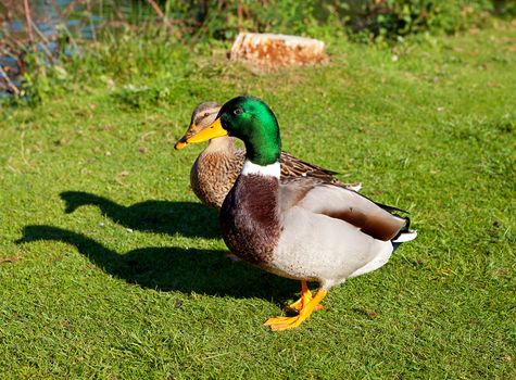 Couple of Ducks on grass near 