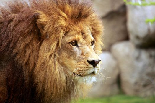 portrait of the king, a great lion