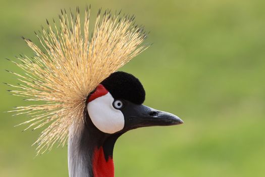 a portrait of the african crowned crane